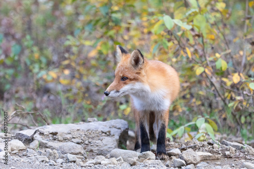 Fototapeta Naklejka Na Ścianę i Meble -  An adult fox stands on stones, Iturup Island