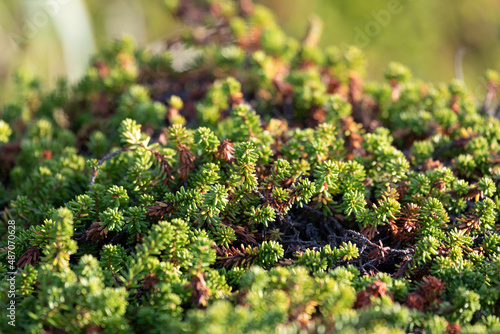 Empetrum bushes as background for design photo