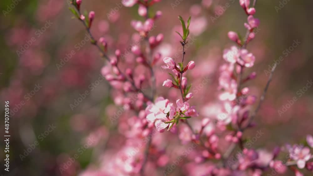 Blooming bush with pink flowers sways in the wind. Blooming bush with pink flowers sways in the wind.
