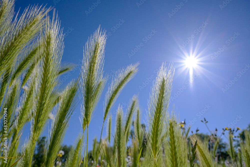 Green wheat field close up and sunny blue sky, Netherlands. Green wheat field close up and sunny blue sky, Netherlands.