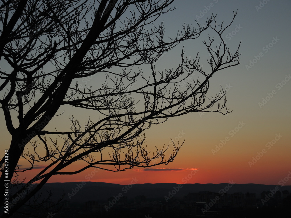 Tree silhouette and landscape at corolful sunset Tree silhouette and landscape at corolful sunset