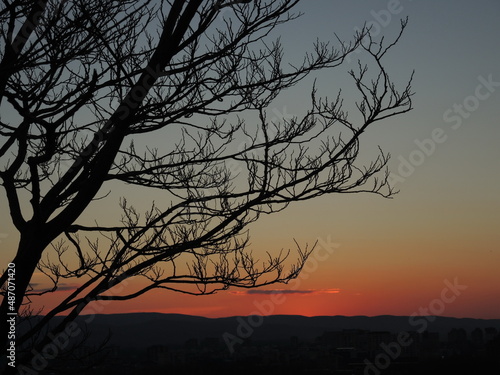 Tree silhouette and landscape at corolful sunset photo