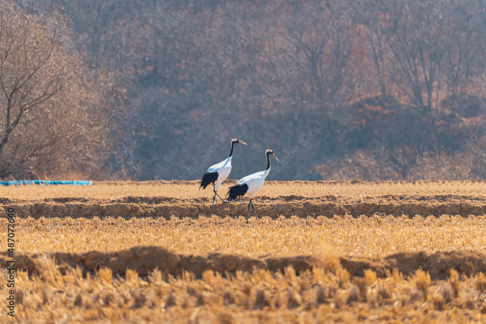 Obraz premium 두루미