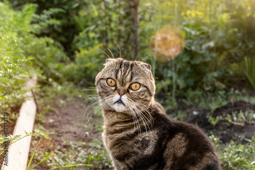 brown tabby cat of the Scottish breed sits on a path in the garden among the beds of vegetables and looks. Wild striped scottish fold cat in the garden in the morning sun