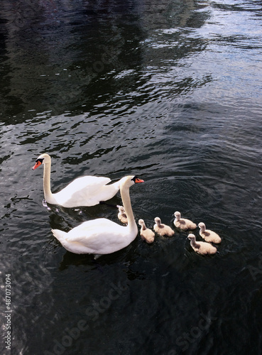 swanfamily photo