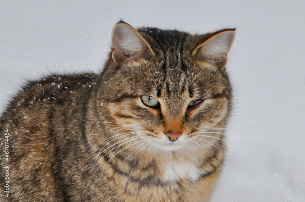 muzzle of a street tabby cat with one eye on white snow. close-up.