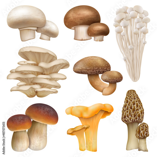 Edible mushroom realistic plants, enoki, oyster mushrooms. Golden chanterelle, morel and cremini natural mushroom plants vector illustration set. Realistic mushrooms