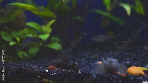 Wild freshwater fish goby in the aquarium. Cottus gobio swims on the bottom and looks for food photo