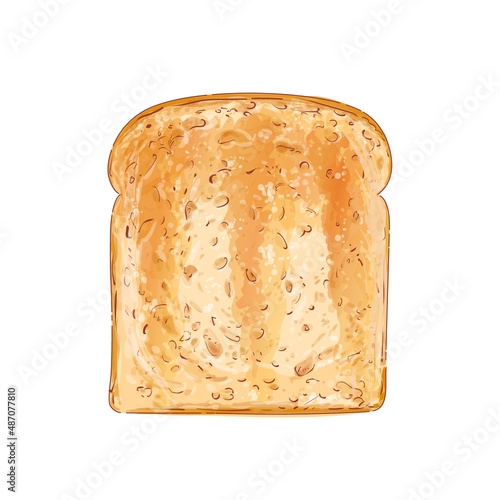Vector Sliced bread toast. Slice of a whole wheat bread. Bakery, piece of roasted crouton for sandwich snack. Realistic illustration image.