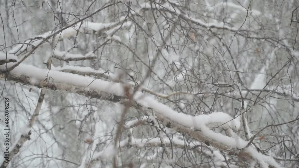 Falling snow among the birch branches. Slow motion Falling snow among the birch branches. Slow motion