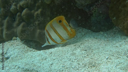 Copperband Butterflyfish Chelmon rostratus WP, 20
cm. ID: long snout, 3 orange bands. photo