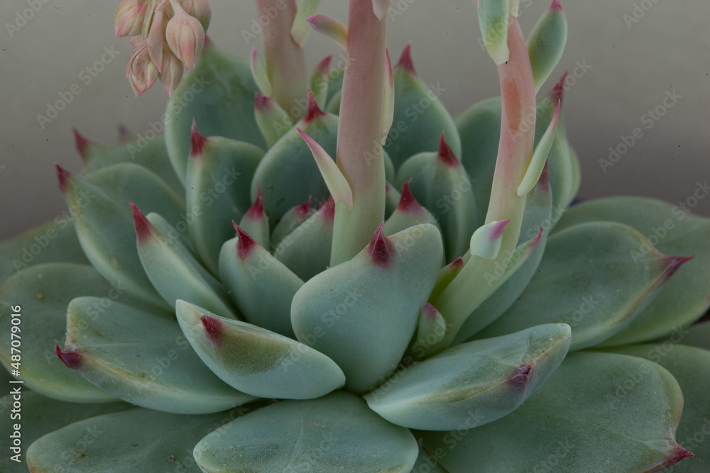 Blooming succulent rosette with light-green leaves, close-up. Beautiful Echeveria flower, side view for publication, poster, calendar, post, screensaver, wallpaper, postcard, banner, cover, website Blooming succulent rosette with light-green leaves, close-up. Beautiful Echeveria flower, side view for publication, poster, calendar, post, screensaver, wallpaper, postcard, banner, cover, website