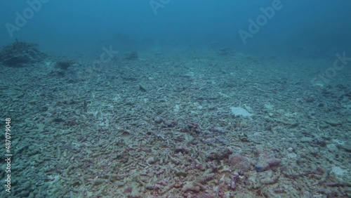 Field of coral rubble left from a once-thriving tropical coral reef 