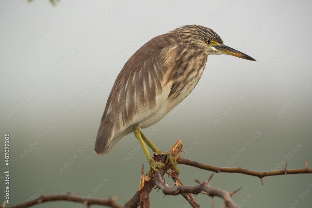 Portrait of a pond heron at Bhigwan bird sanctuary, India Portrait of a pond heron at Bhigwan bird sanctuary, India