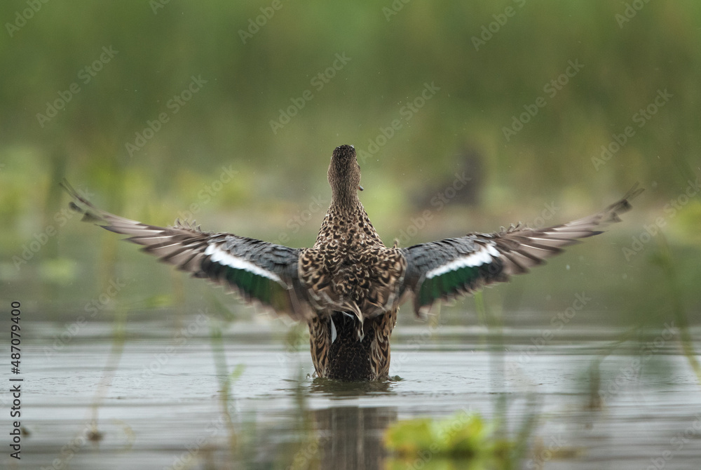 Obraz premium Northern Shoveler spreading its wings while bathing at Bhigwan bird sanctuary, India
