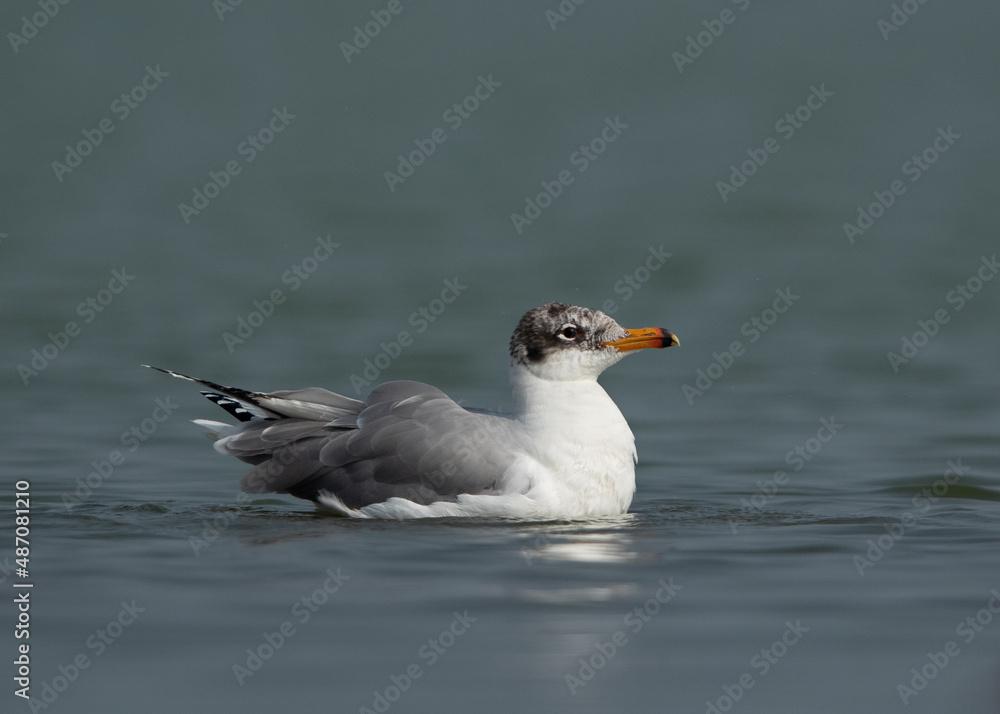 Portrait of a Great black-headed gull at Bhigwan bird sanctuary, India Portrait of a Great black-headed gull at Bhigwan bird sanctuary, India