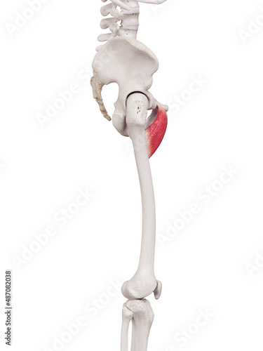 3d rendered medically accurate muscle illustration of the pectineus