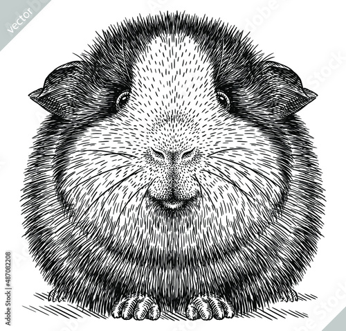 black and white engrave isolated guinea pig vector illustration