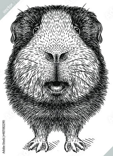 black and white engrave isolated guinea pig vector illustration