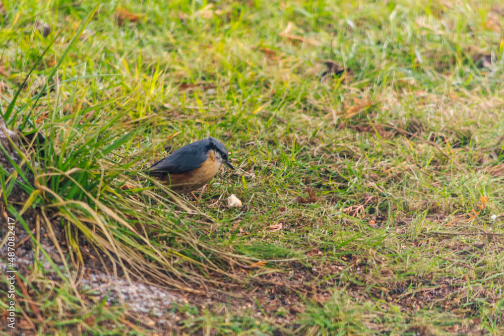 The Nuthatch, the Nuthatch, the Nuthatch - a species of a small, sedentary bird from the Nuthatch family. The Nuthatch, the Nuthatch, the Nuthatch - a species of a small, sedentary bird from the Nuthatch family.