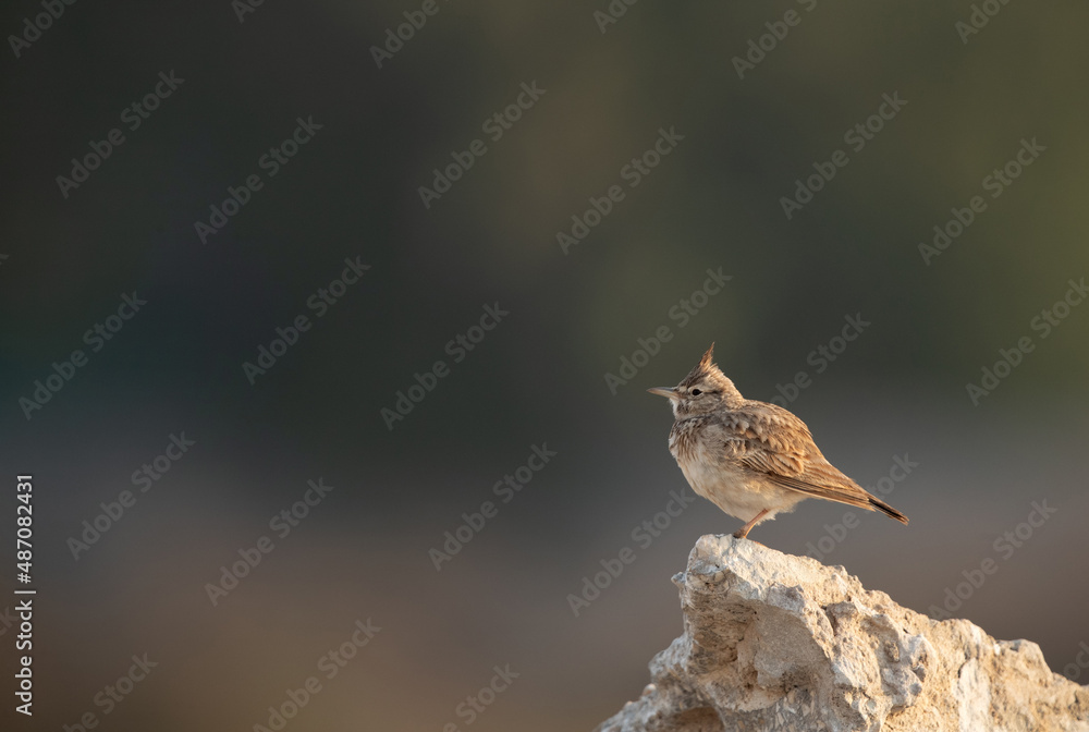 Crested Lark perched on rock at Buri farm, Bahrain