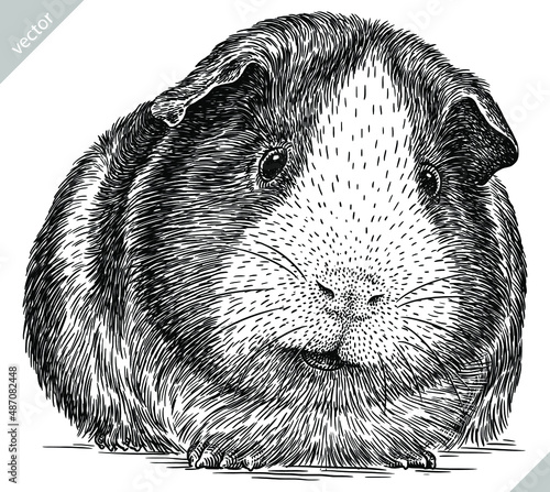 black and white engrave isolated guinea pig vector illustration