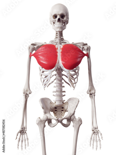 Cuadro en lienzo 3d rendered medically accurate muscle illustration of the pectoralis major