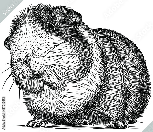 black and white engrave isolated guinea pig vector illustration