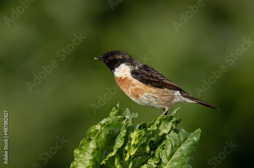 Closeup of a Stonechat perched on green at Buri, Bahrain
