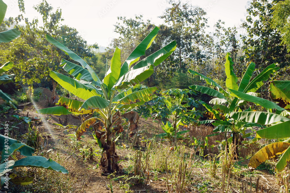 Obraz premium Banana trees plantation in January. Luang Prabang province, Laos.