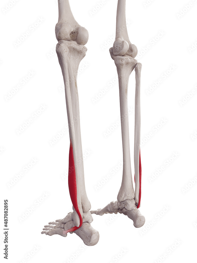 3d rendered medically accurate muscle illustration of the peroneus brevis 3d rendered medically accurate muscle illustration of the peroneus brevis