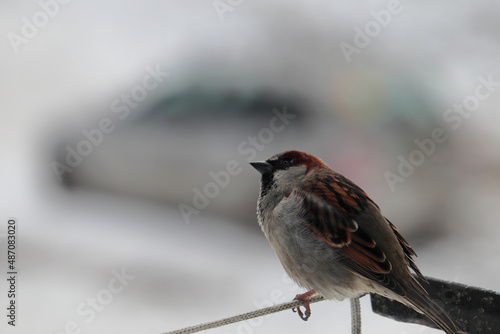 Sparrow sits on the edge of the balcony rope.