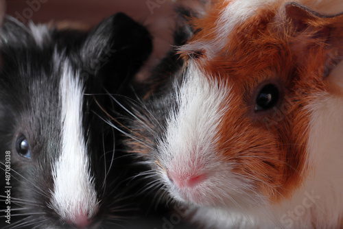 Two guinea pigs pose for the camera.