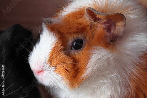 The guinea pig looks at you with its own eyes.