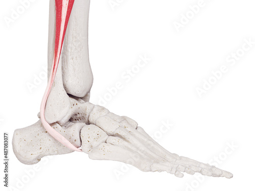 3d rendered medically accurate muscle illustration of the peroneus longus
