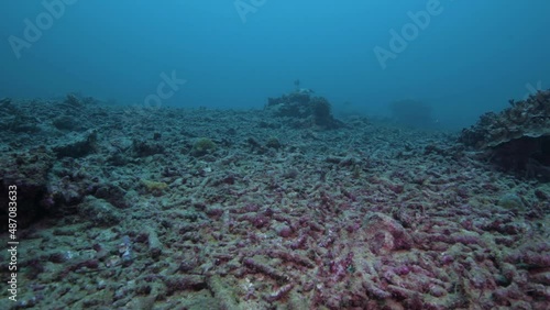 Degraded tropical coral reef in the South Pacific Ocean consisting of only coral rubble 