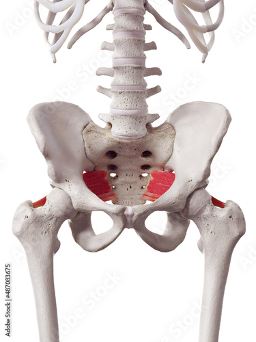 3d rendered medically accurate muscle illustration of the piriformis