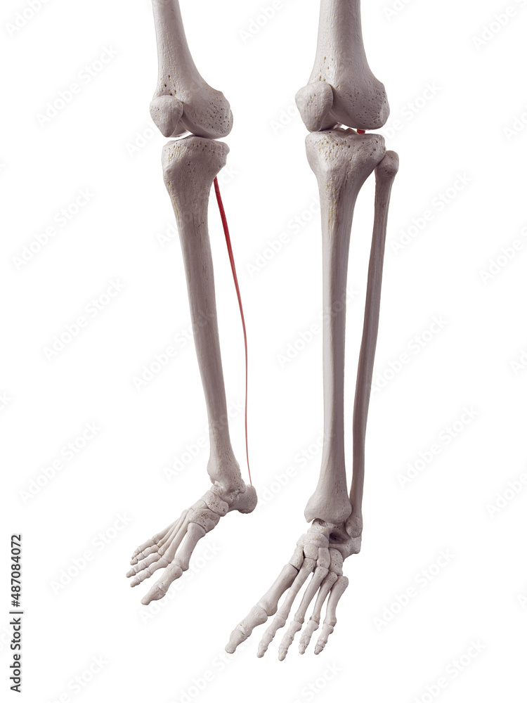 3d rendered medically accurate muscle illustration of the plantaris 3d rendered medically accurate muscle illustration of the plantaris