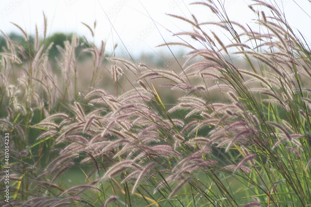 Grass flowers in the meadow against green trees in daylight Grass flowers in the meadow against green trees in daylight