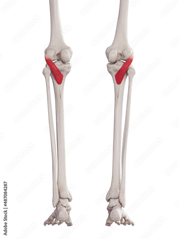 3d rendered medically accurate muscle illustration of the popliteus 3d rendered medically accurate muscle illustration of the popliteus