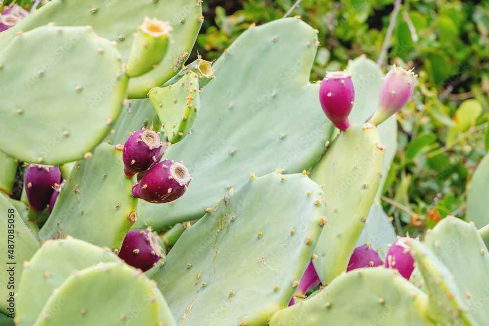 Ripe fruits of the edible prickly pear cactus Ripe fruits of the edible prickly pear cactus