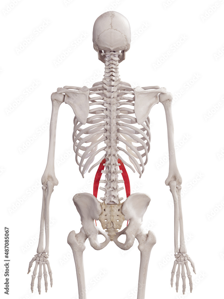 3d rendered medically accurate muscle illustration of the psoas minor