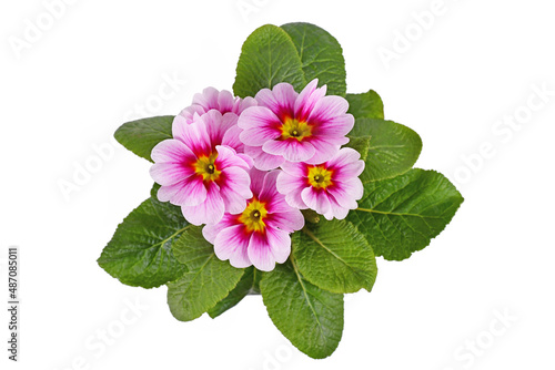 Top view of pink 'Primula Acaulis' primrose flowers in bloom on white background
