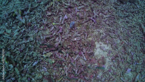Diving at a dead coral reef filled with coral rubble in the tropical South Pacific Ocean 