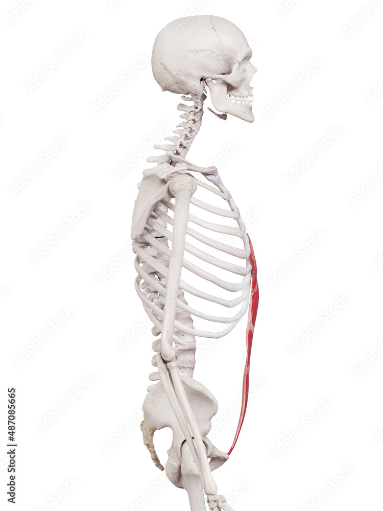 3d rendered medically accurate muscle illustration of the rectus abdominis
