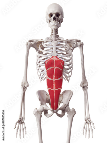 Fotografía 3d rendered medically accurate muscle illustration of the rectus abdominis