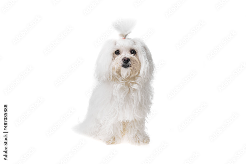 Beautiful and cute white bichon maltese dog over isolated background. Studio shoot of purebreed bichon puppy. Beautiful and cute white bichon maltese dog over isolated background. Studio shoot of purebreed bichon puppy.