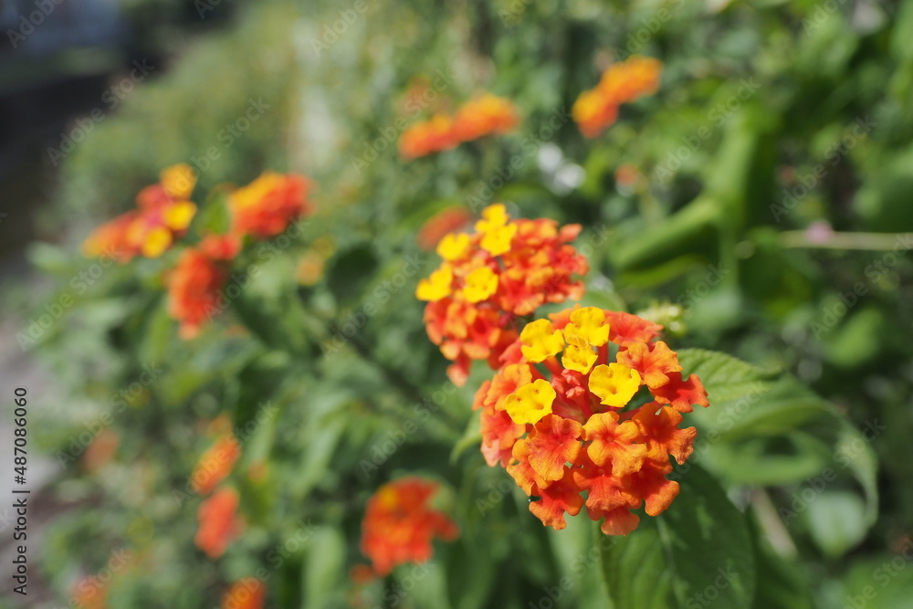 草と一緒に咲くオレンジ色のランタナ
