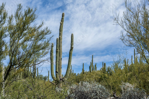 A long slender Saguaro Cactus in Tucson, Arizona © CheriAlguire