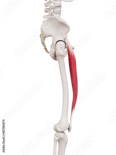 3d rendered medically accurate muscle illustration of the rectus femoris